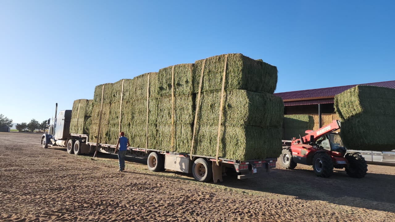 Alfalfa Hay